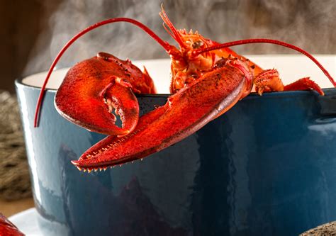 lobster potn|Lobster pot .